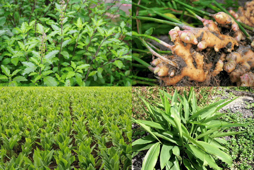 Primal Force Curcumin Triple Burn - heydayDo featured image