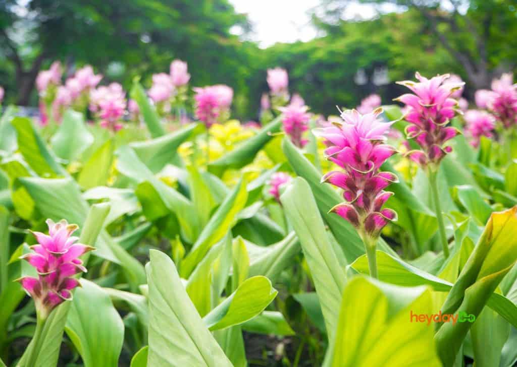 Theracurmin Review featured image of turmeric plants in bloom - heydayDo image