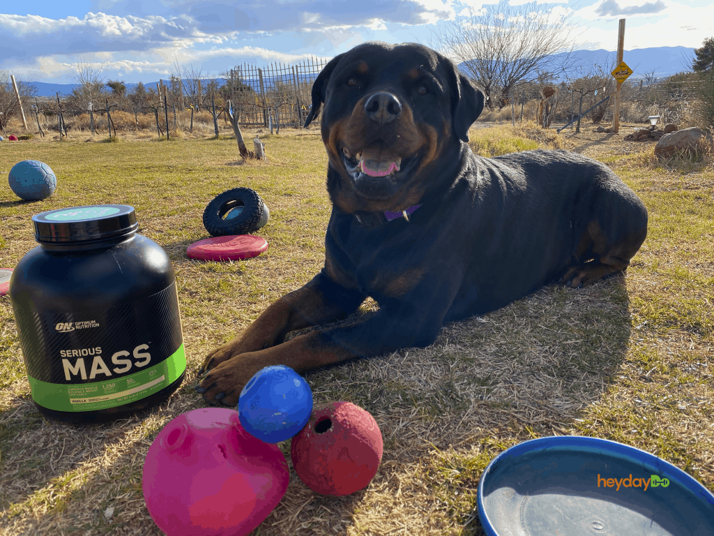 heydayDo Rottweiler Lil Boji lying on grass next to tub of Optimum Nutrition Serious Mass