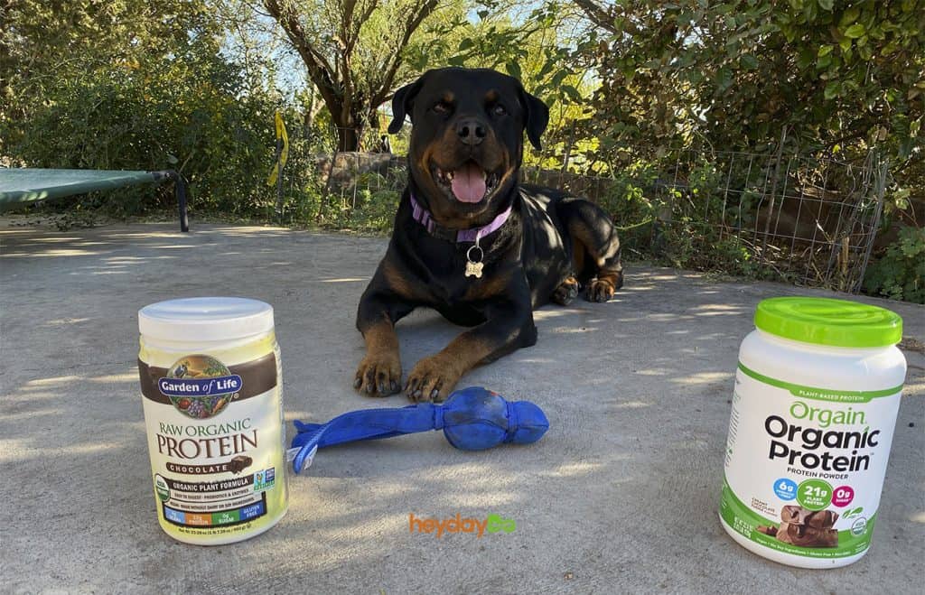 Garden of Life Raw Organic Protein can on a patio with a Rottweiler
