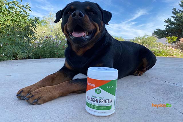 Bulletproof Collagen Protein Powder Review - heydayDo featured image