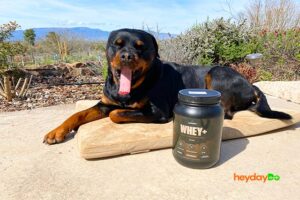 A tub of Legion Whey Plus Protein Powder standing next to a yawning Rottweiler