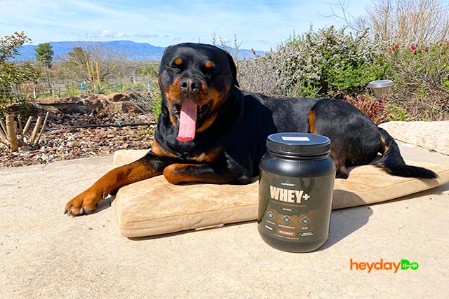 My Detailed Review of Whey+ Legion Protein Powder A tub of Legion Whey Plus Protein Powder standing next to a yawning Rottweiler