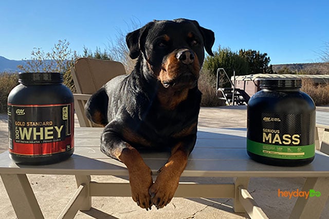 Whey Protein vs. Mass Gainer - heydayDo featured image