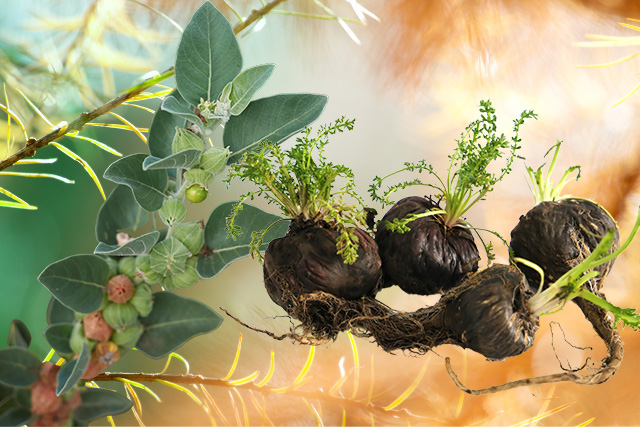 Ashwagandha vs Maca featured image